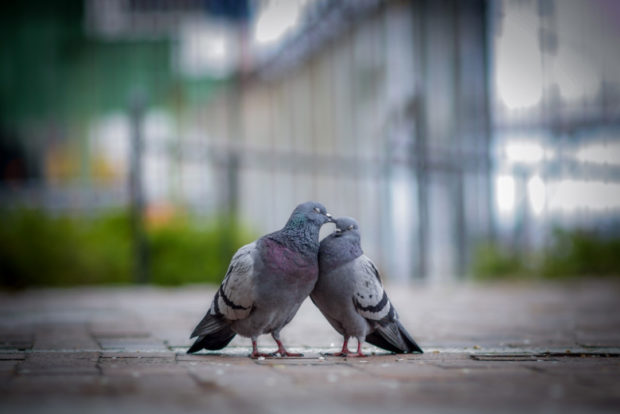 Love in the Winter
